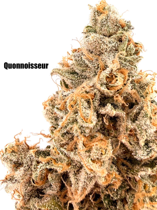 Quonnoisseur - Puppy Chow #10