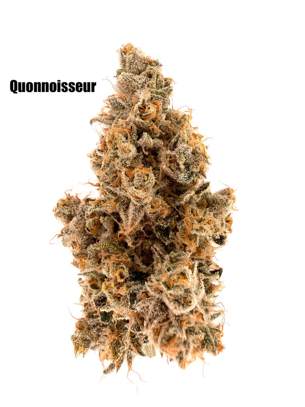 Quonnoisseur - Puppy Chow #10