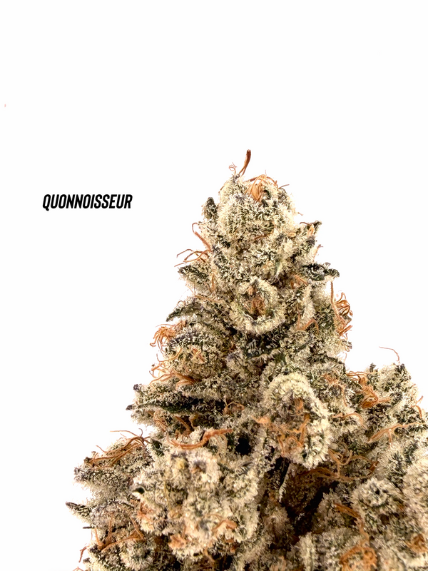 Quonnoisseur - Winter Resin #2
