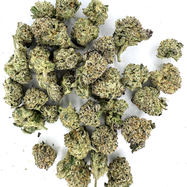 Lilac Canna - Bubblegum Marker [Greenhouse Batch]