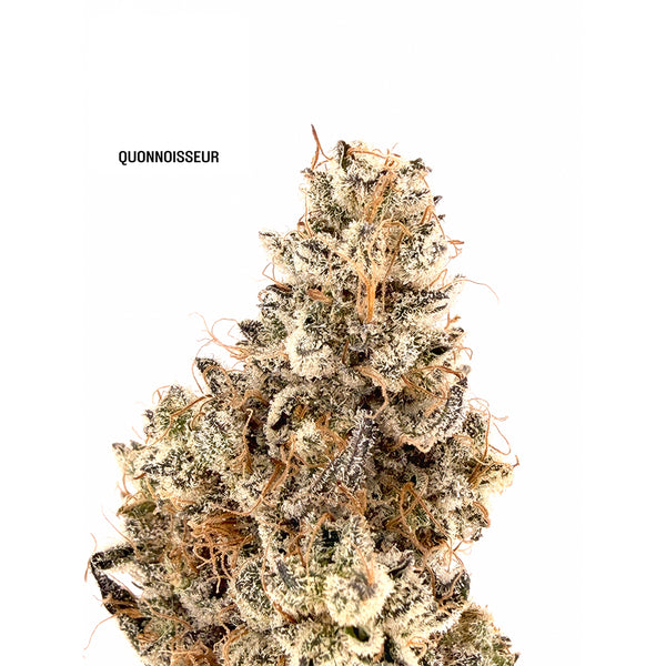 Quonnoisseur - Glukoma #4