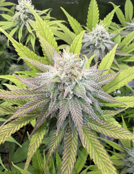 Cap Junkie x Airborne [CLONE]