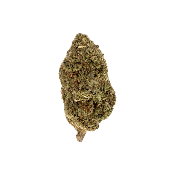 Lilac Canna - Moon Meltdown [28G]