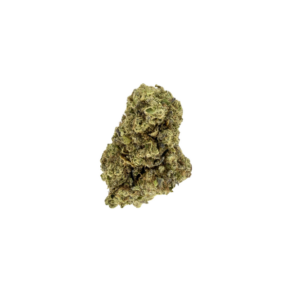 Lilac Canna - Oakland Piff [28G]