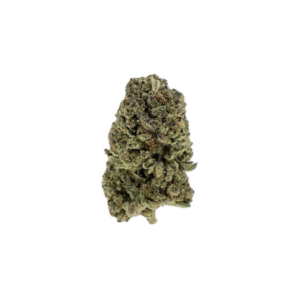 Lilac Canna - Pink Certz #10 [28G]