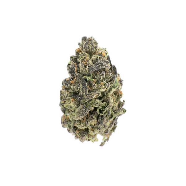 Lilac Canna - Purple Slushi [28G]