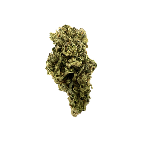 Lilac Canna - Candy Gas [28G]