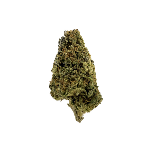 Lilac Canna - Gush Mints [28G]
