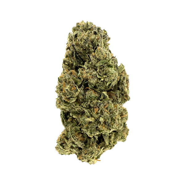 Lilac Canna - Galactic Goo [28G]