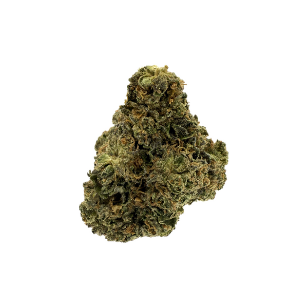 Lilac Canna - Lemonato [28G]