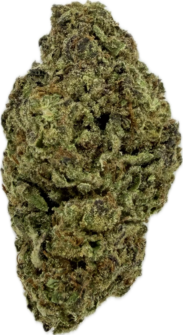 Lilac Canna - Double Sour Diesel [28G]