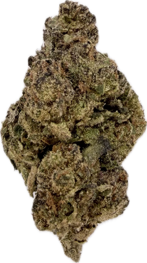 Lilac Canna - Atomic Apple [28G]