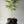 Load image into Gallery viewer, Sumo Grande x Early Orange x Starfire Cream x Tangerilla TEEN
