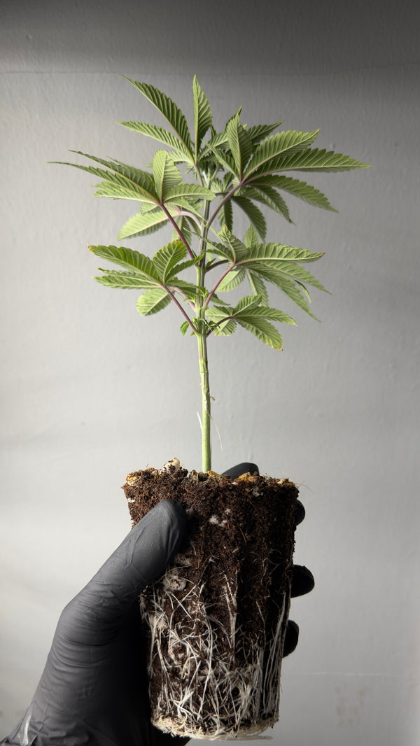 Sumo Grande x Early Orange x Starfire Cream x Tangerilla TEEN