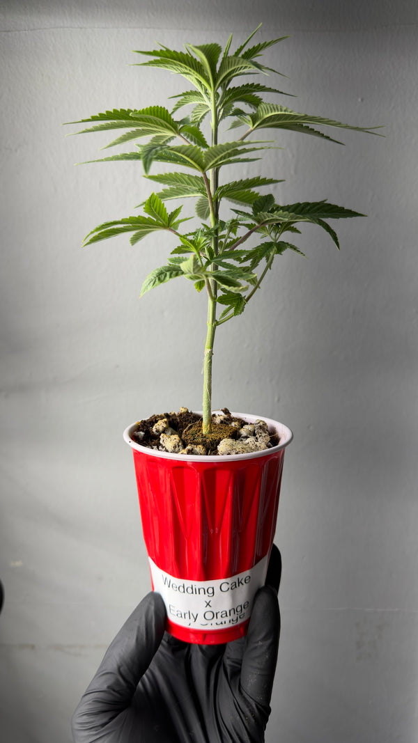 Wedding Cake x Early Orange TEEN
