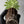 Load image into Gallery viewer, Wedding Cake x Early Orange TEEN
