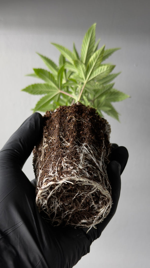Wedding Cake x Early Orange TEEN