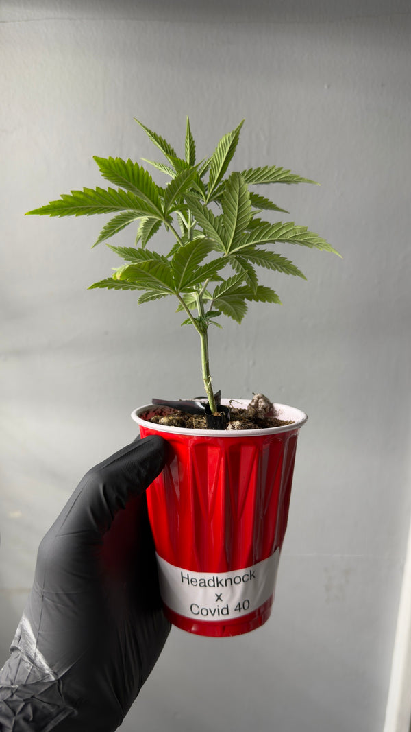 Headknock × Covid 40 Seedling