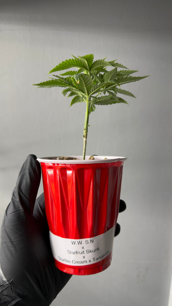 White Wine Super Nova x Starfruit Skunk x Starfire Cream x Tangerilla Seedling
