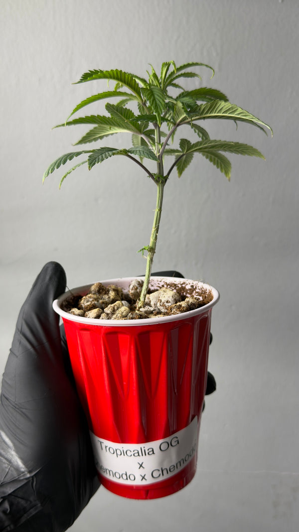 Tropicali OG x Chemodo x Chemodo Seedling