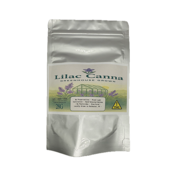 Lilac Canna - Grape Gas [Greenhouse Batch]