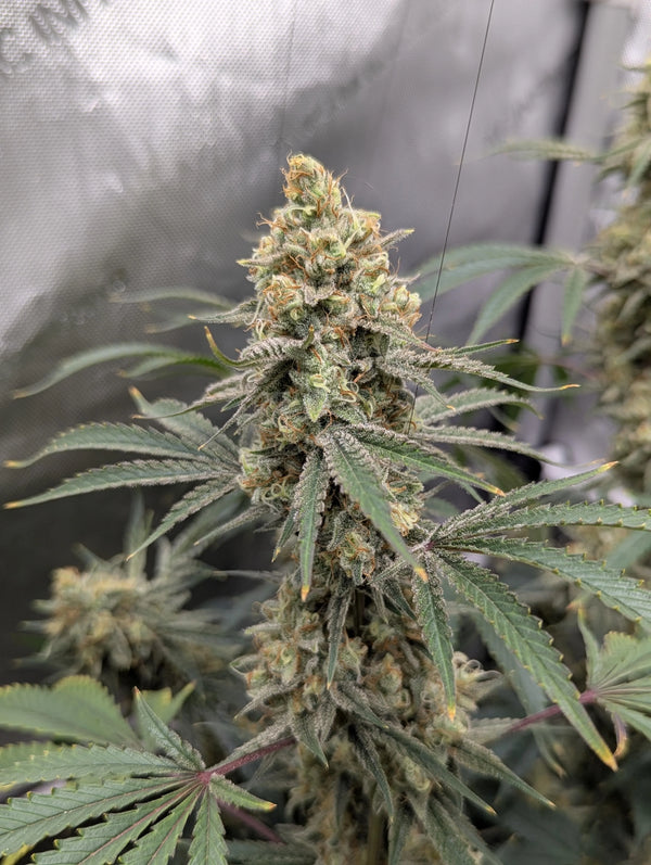 Genius juice x Cinderella 99  [CLONE]