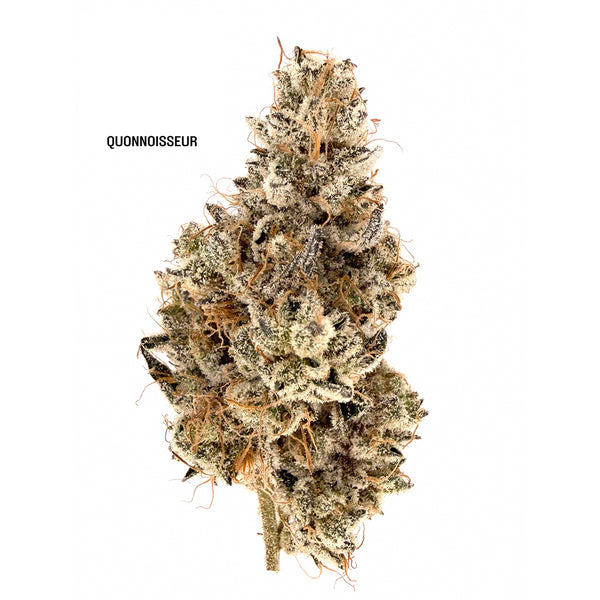 Quonnoisseur - Glukoma #4