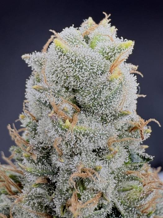 Tropicana Fuel × OG Chem Seedling