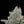 Load image into Gallery viewer, Orange Outbreak × Early Mandarin Seedling
