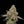 Load image into Gallery viewer, Garlic Diesel × Citrus Beast Seedling
