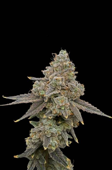 Garlic Diesel × Citrus Beast Seedling