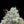 Load image into Gallery viewer, Garlic Diesel × Citrus Beast Seedling
