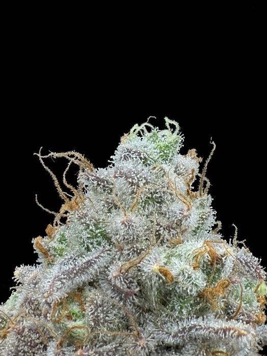 Garlic Diesel × Citrus Beast Seedling