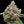 Load image into Gallery viewer, Bandito OG × Ice Cream Pie Seedling
