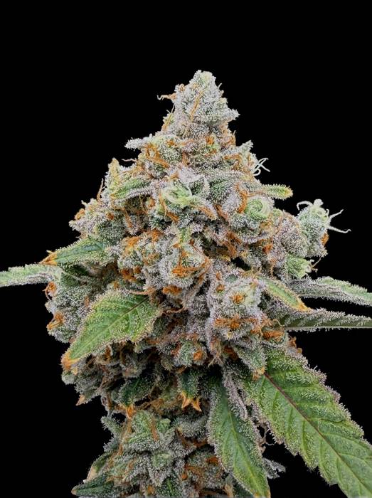 Bandito OG × Ice Cream Pie Seedling