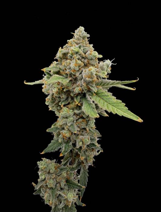 Bandito OG × Ice Cream Pie Seedling