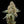 Load image into Gallery viewer, Sunrise Fuel × Frost Gas Seedling
