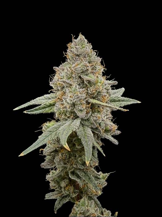 Sunrise Fuel × Frost Gas Seedling