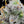 Load image into Gallery viewer, Sunrise Fuel × Frost Gas Seedling
