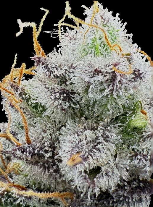Sunrise Fuel × Frost Gas Seedling