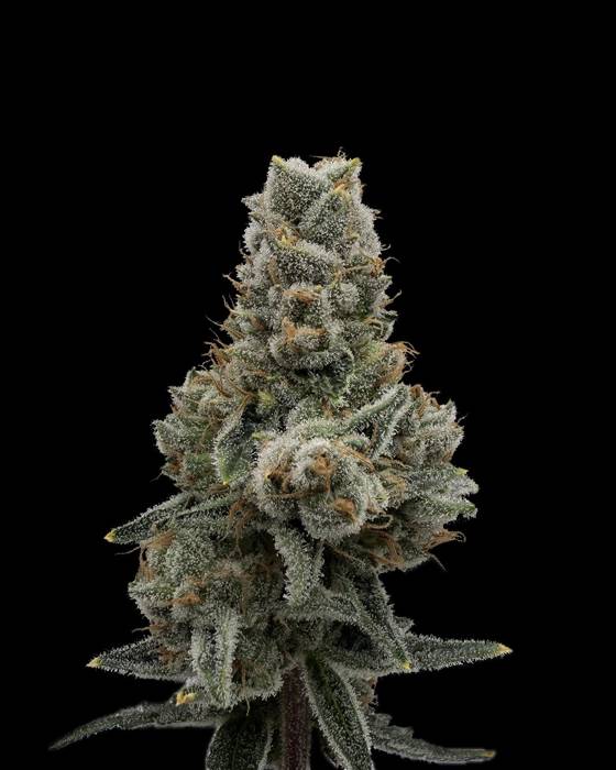 Tropicana Fuel × OG Chem Seedling